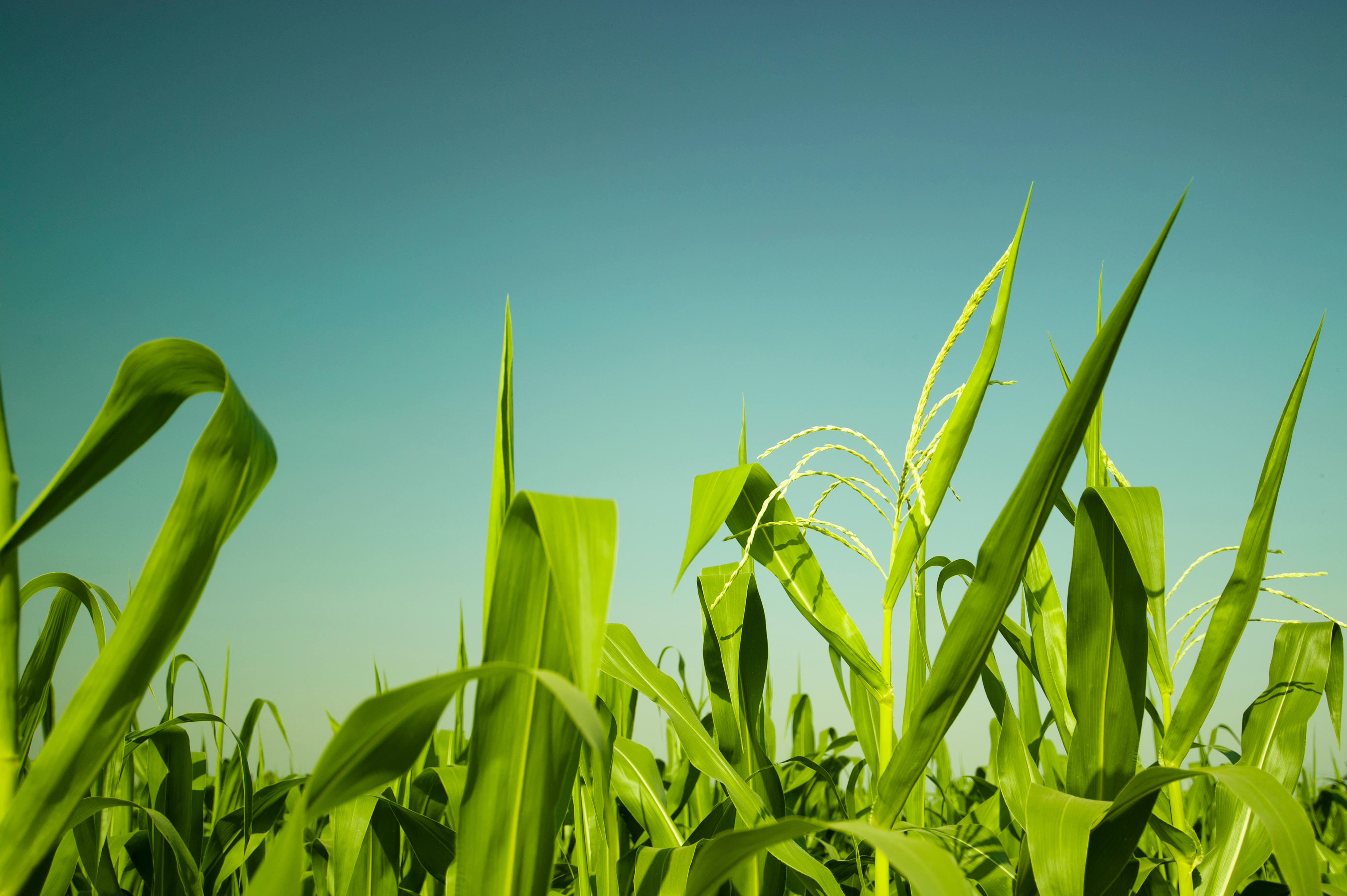 Maize or corn organic planting in cornfield. It is fruit of corn for harvesting by manual labor. Maize production is used for ethanol animal feed and other such as starch and syrup. Farm green nature