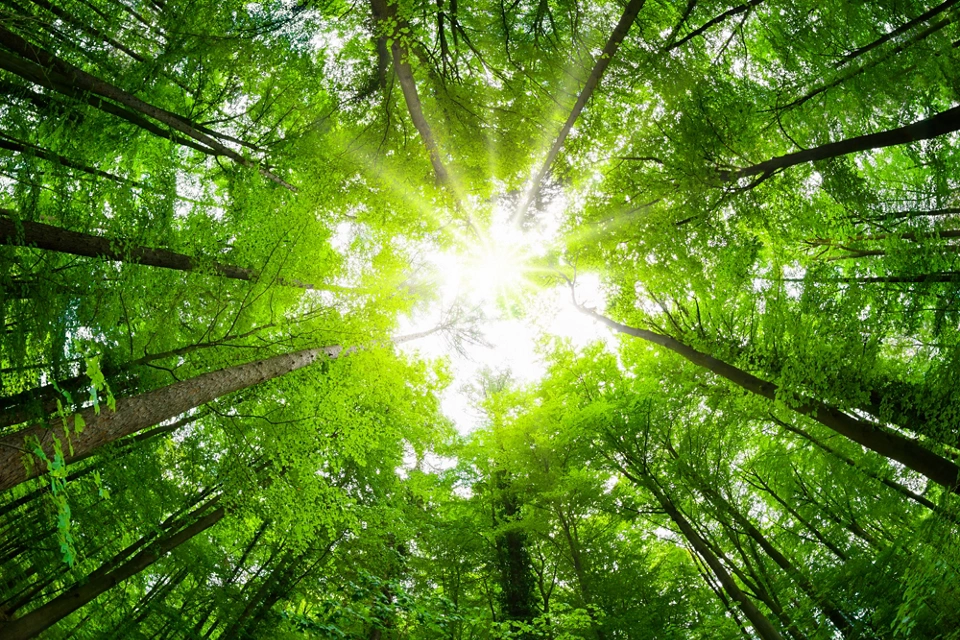 Tile Title Lorem Ipsum Dolor Sit