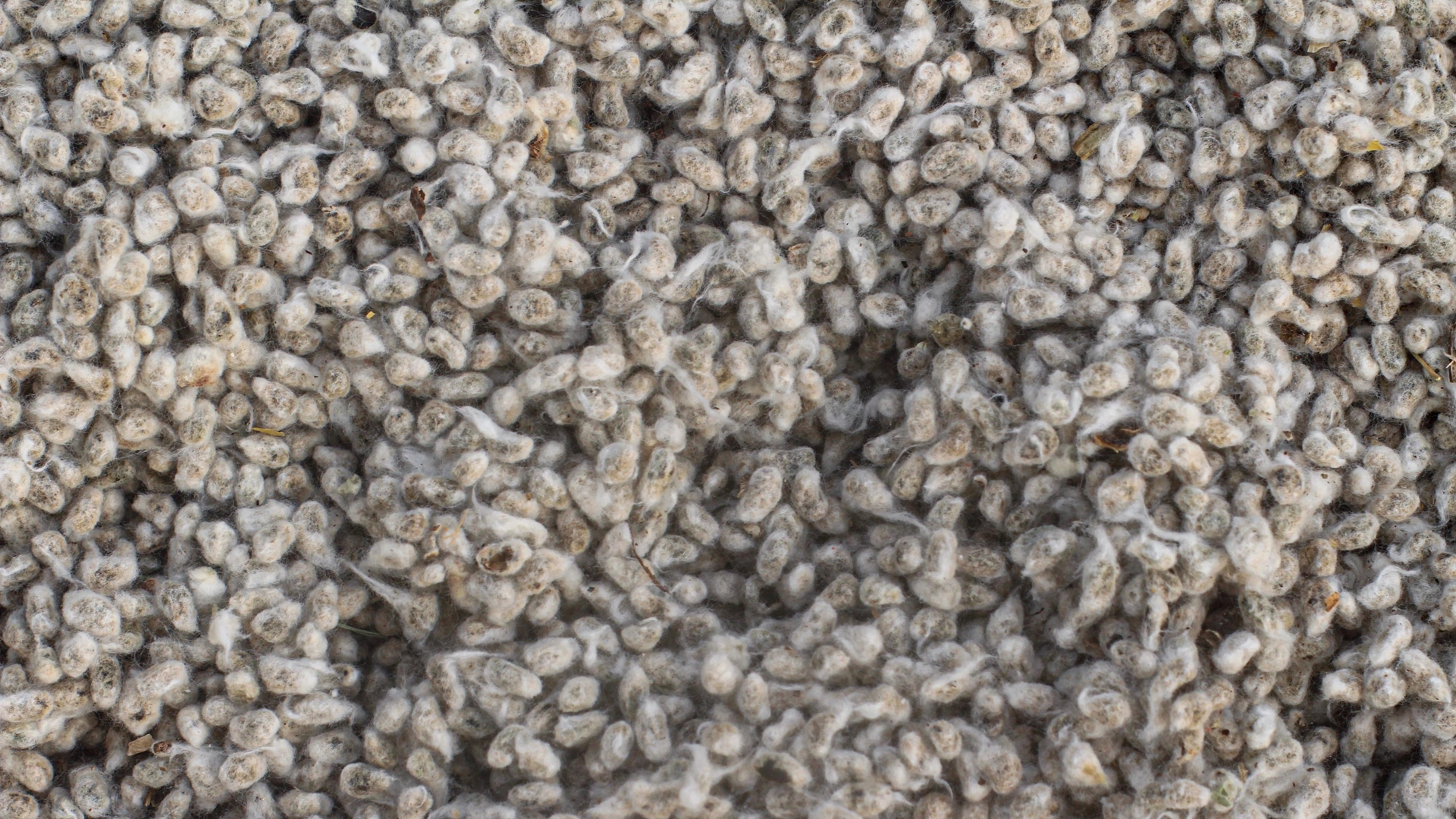Close-up of raw cotton seeds piled together, showing detailed texture, fibrous husks, and neutral earthy tones in a macro agricultural shot.
