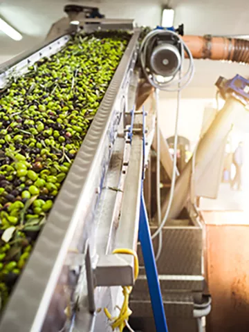 The making of extra virgin Olive Oil in Mola di Bari, Puglia