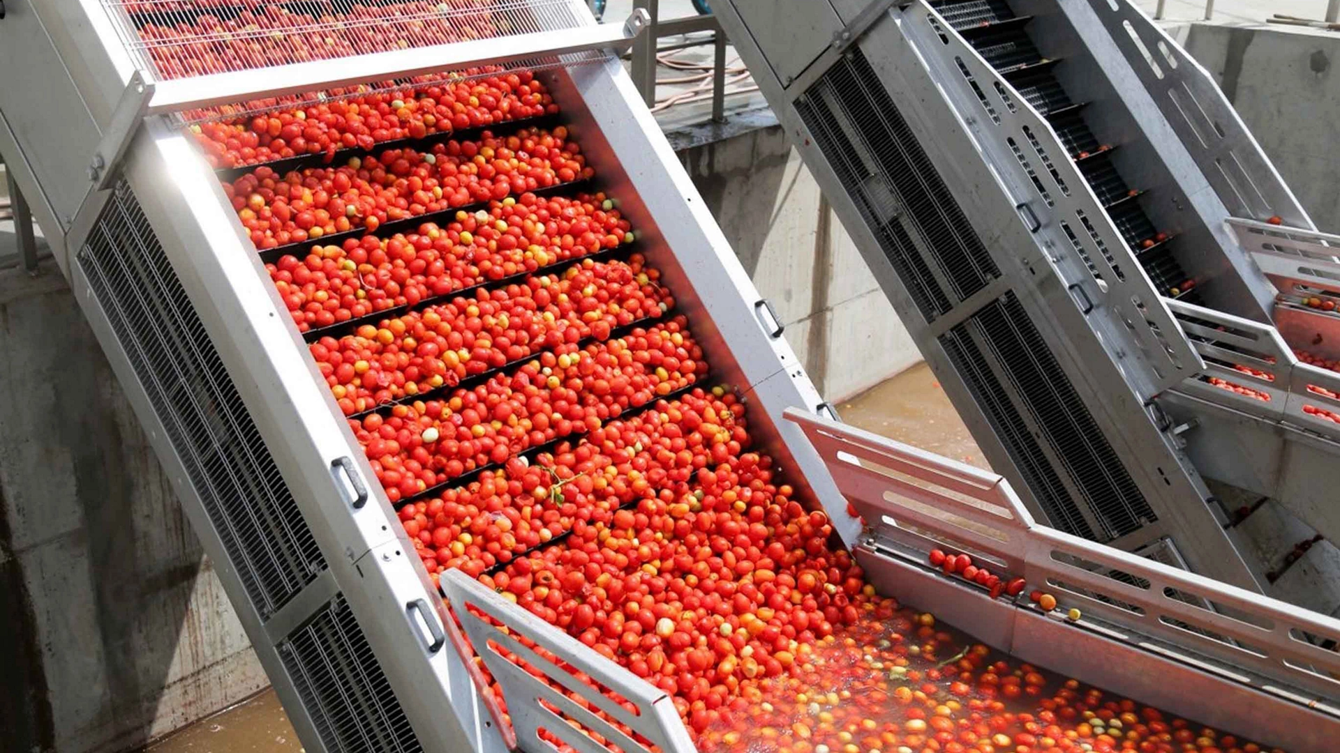 shop for processing vegetables: ripe tomatoes on a conveyor belt