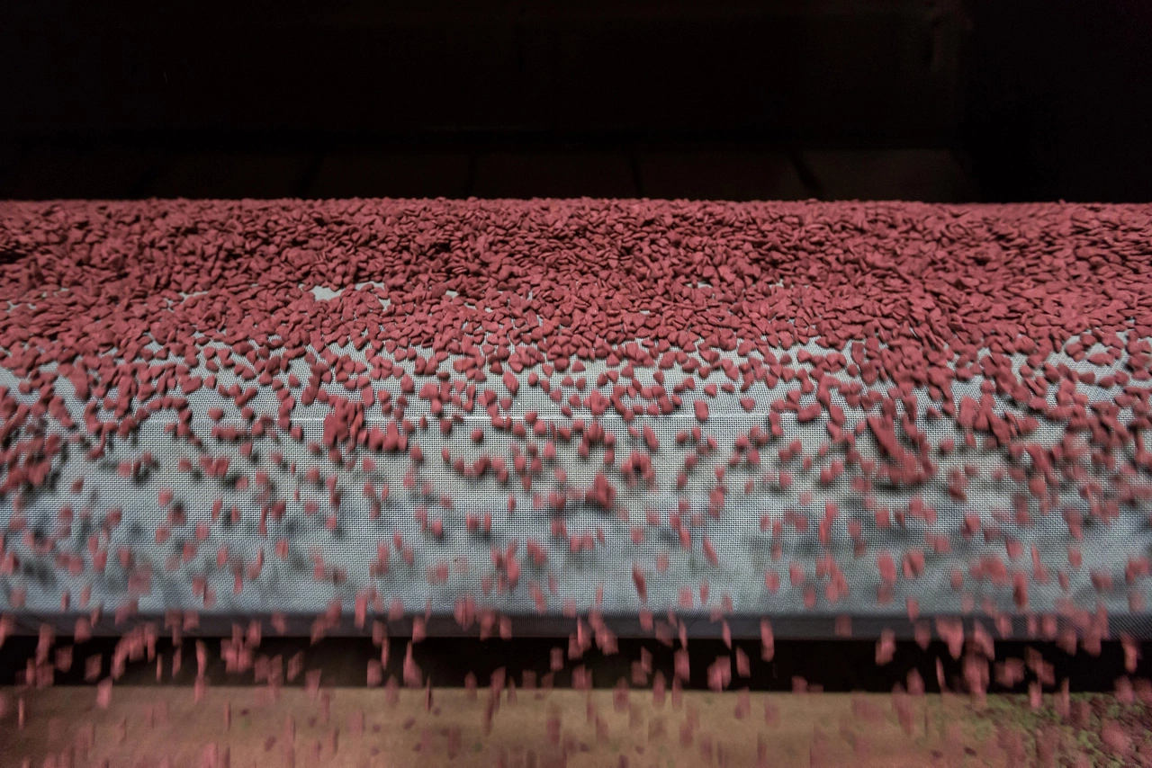 The dry pet food are transported by conveyor belt out of the dryer. The conveyor belt is transportation system. Pet food factory. Pet food industry.